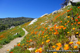 Kern Canyon Wildflowers Superbloom