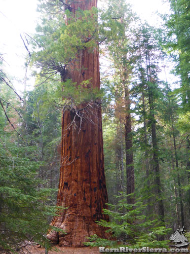 Freeman Sequoia Grove tree