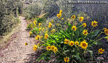 Flowers on packsaddle trail