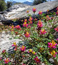 Sentinel Peak flowers
