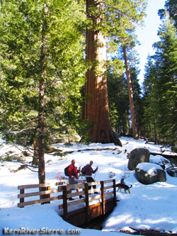 Trail of 100 Giants in Sequoia National Forest