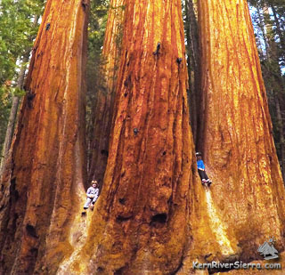 Trail of 100 Giants in Sequoia National Forest