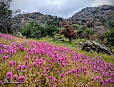Owls clover all over the hills